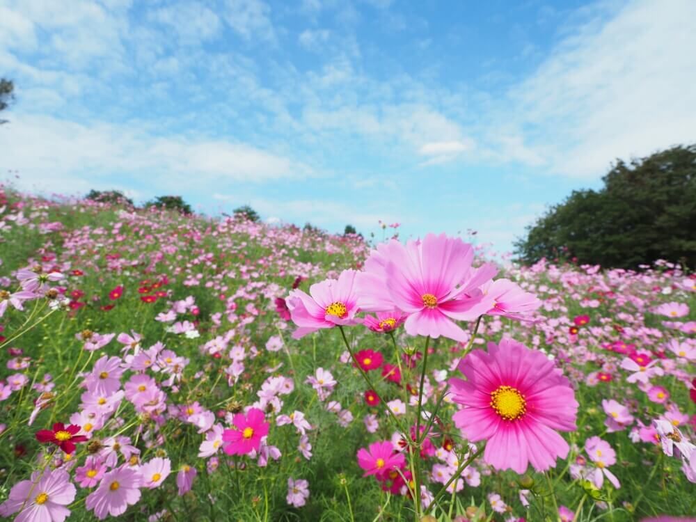 コスモスフォトコン　秋桜　花