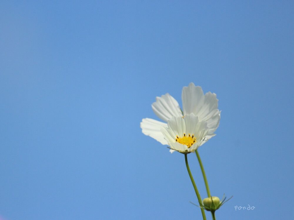 コスモスフォトコン　秋桜　花