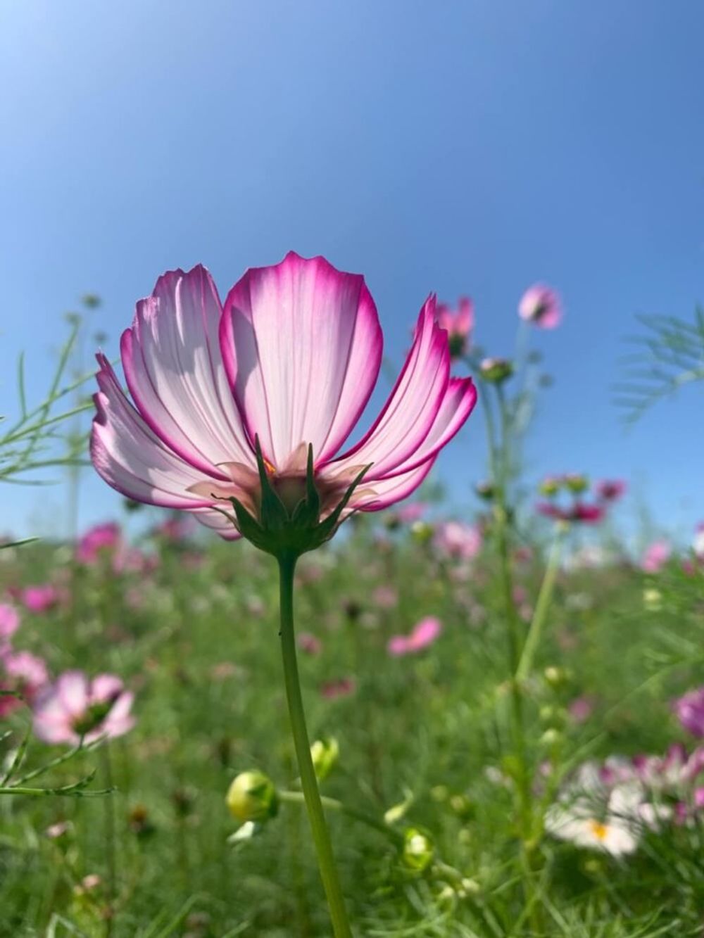 コスモスフォトコン　秋桜　花