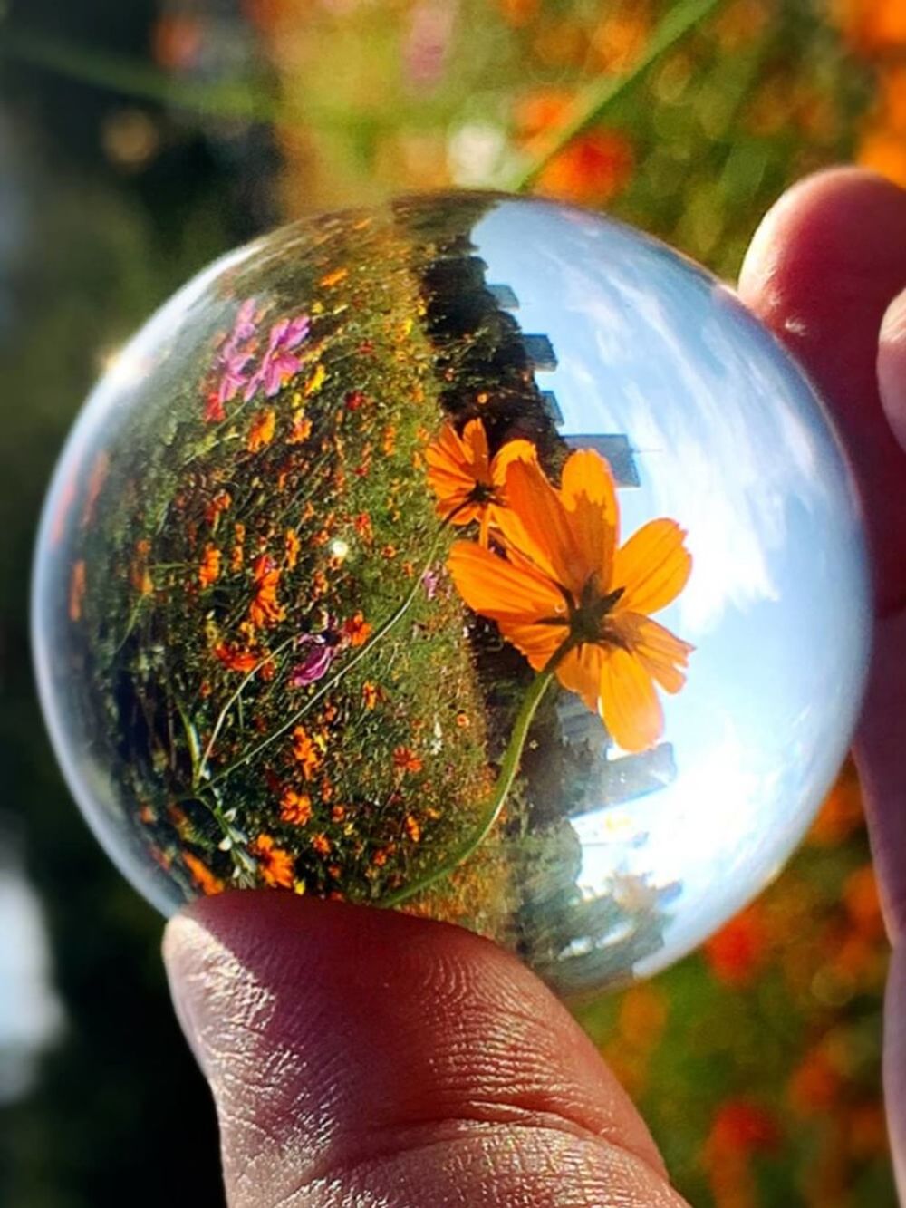 コスモスフォトコン　秋桜　花