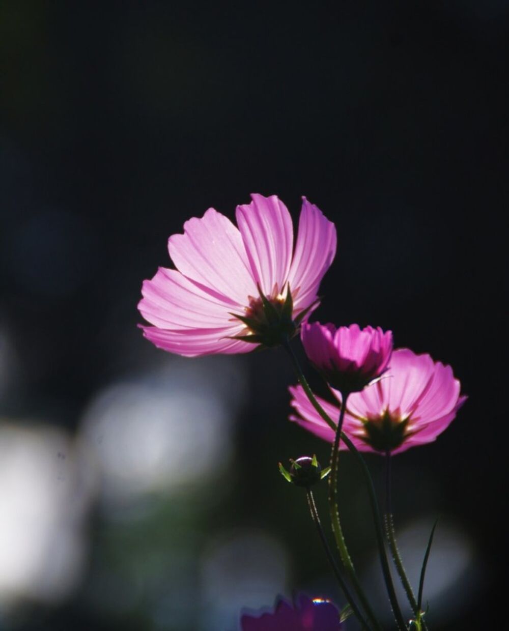 コスモスフォトコン　秋桜　花