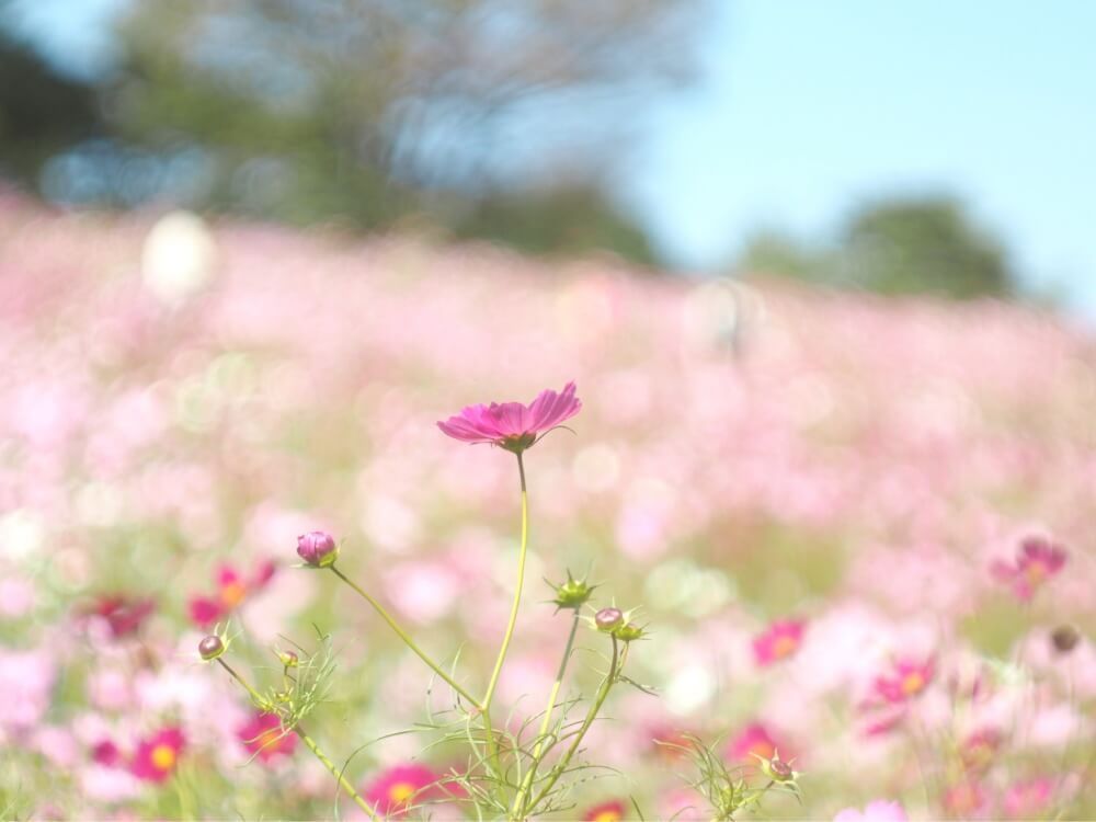 コスモスフォトコン　秋桜　花