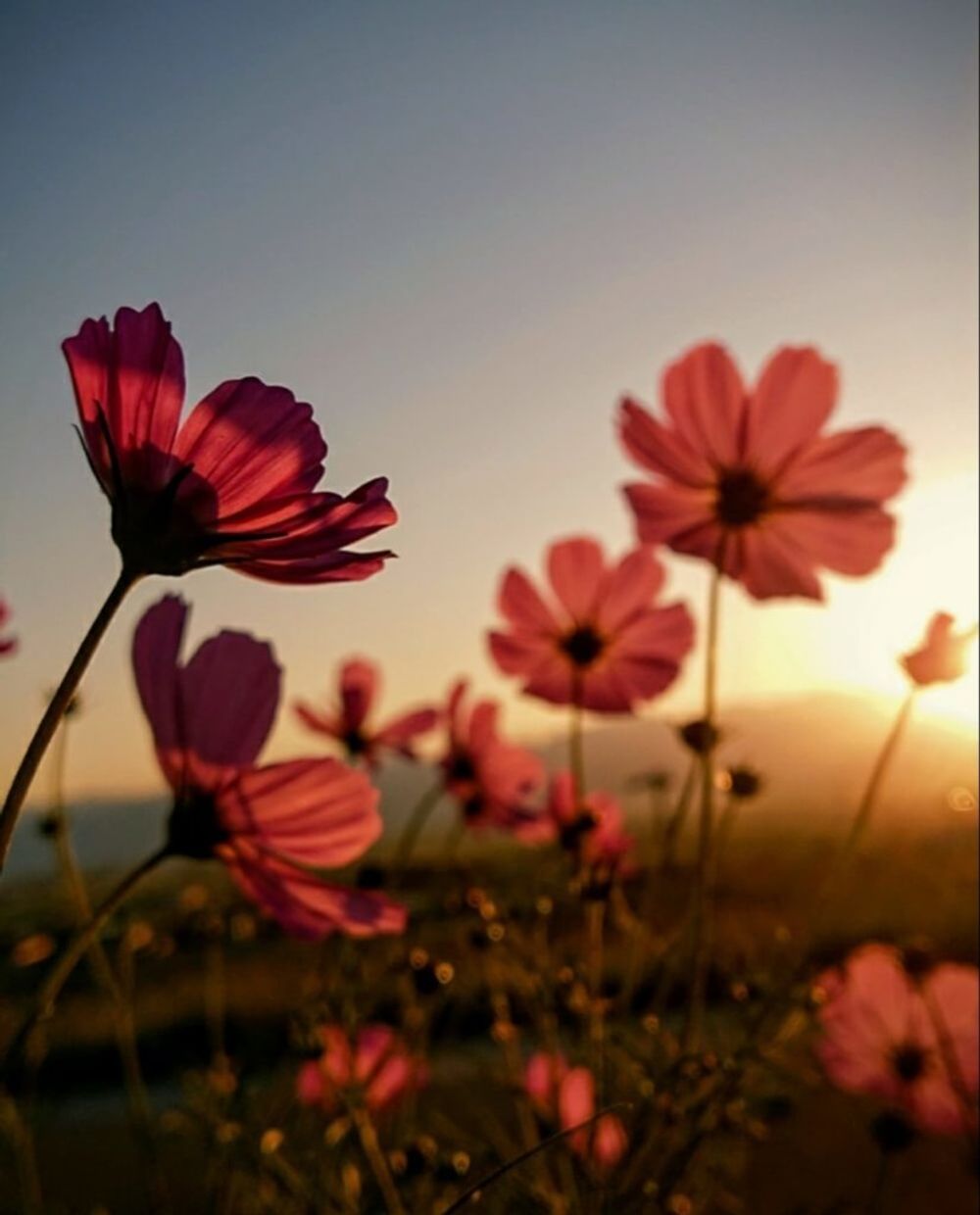 コスモスフォトコン　秋桜　花