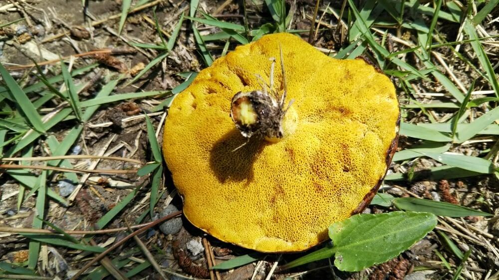 アミタケ　きのこ