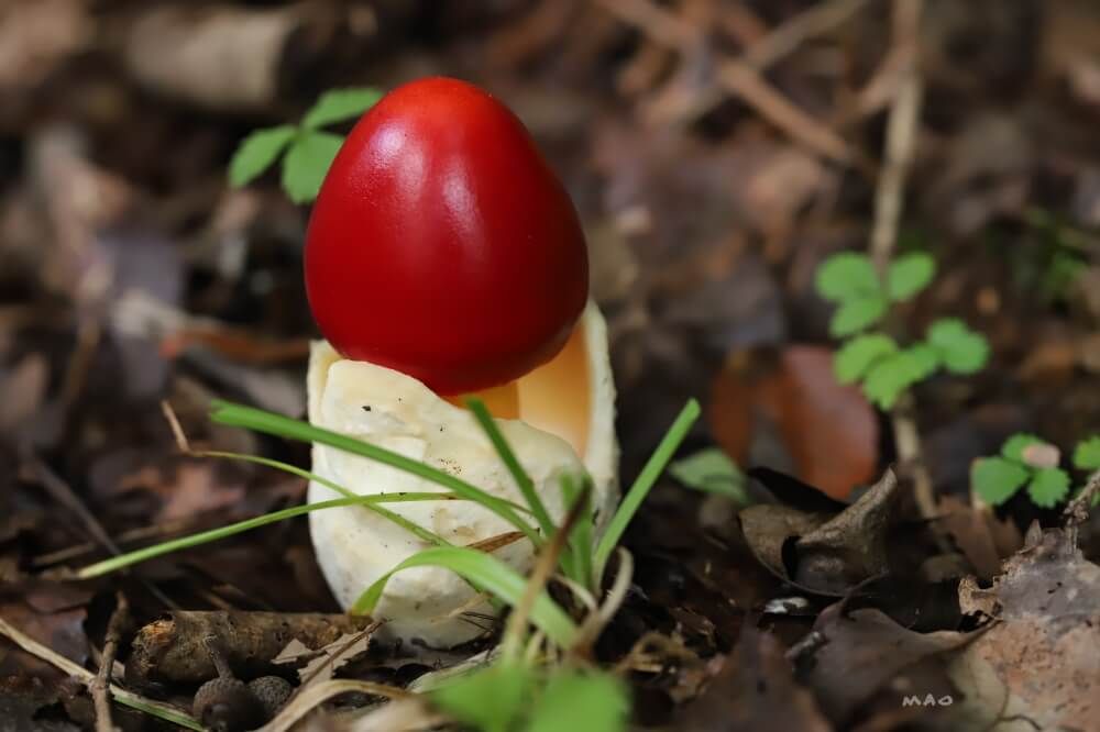 タマゴタケ　きのこ