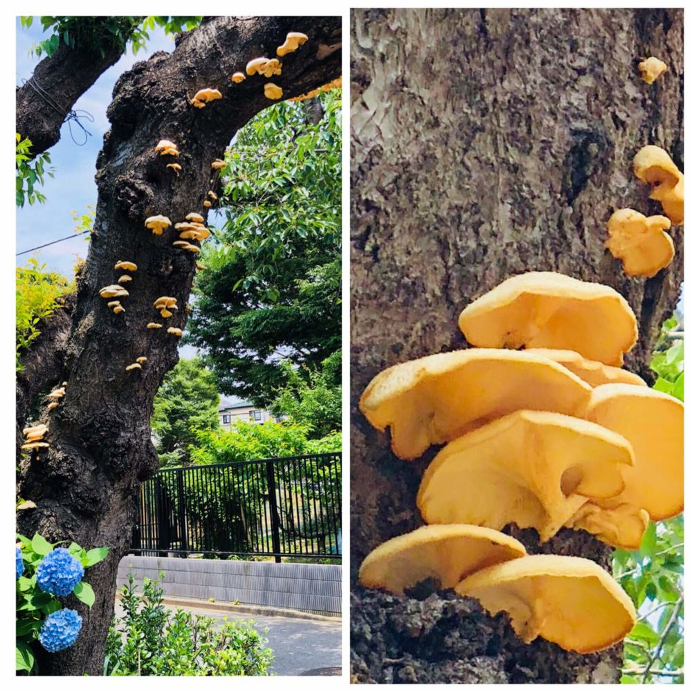 ムキタケ　きのこ