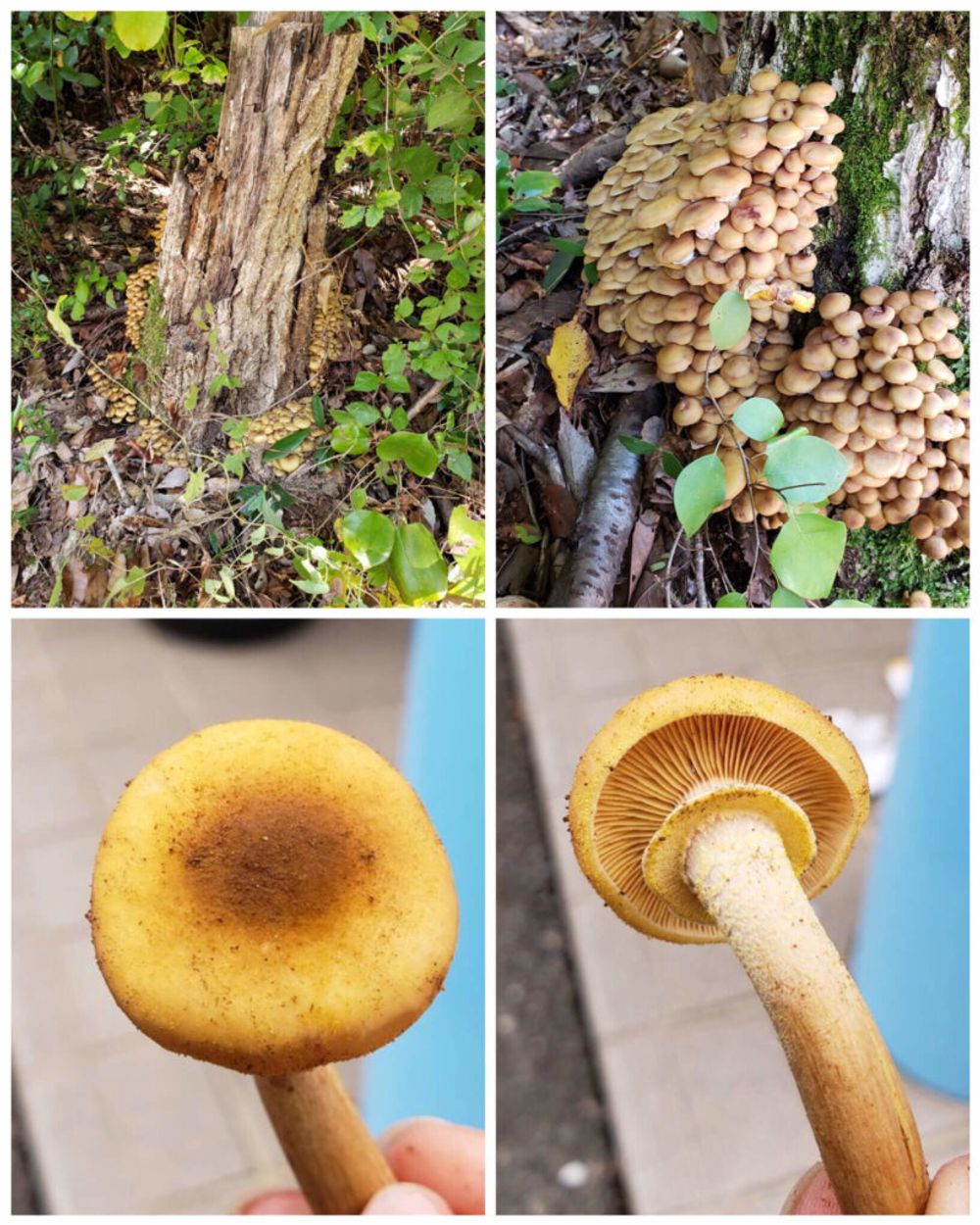 ナラタケ　きのこ