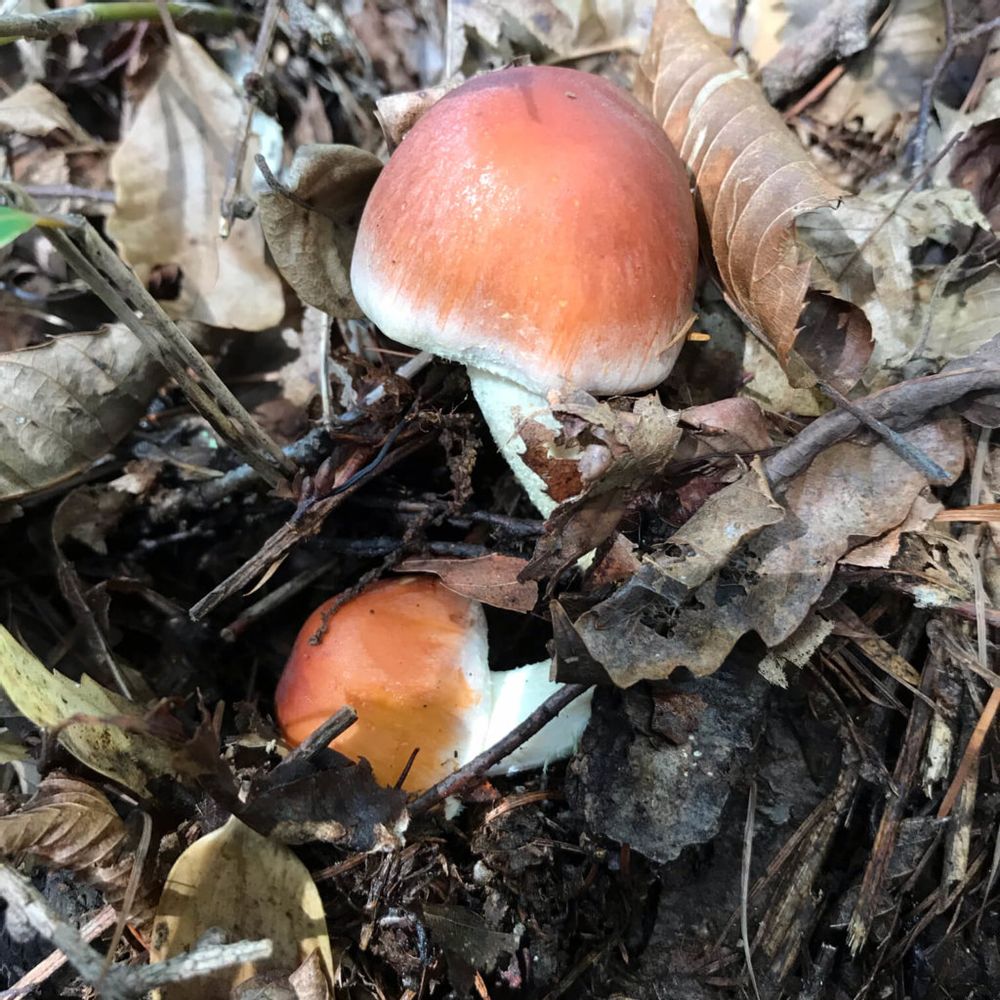 クリタケ　きのこ