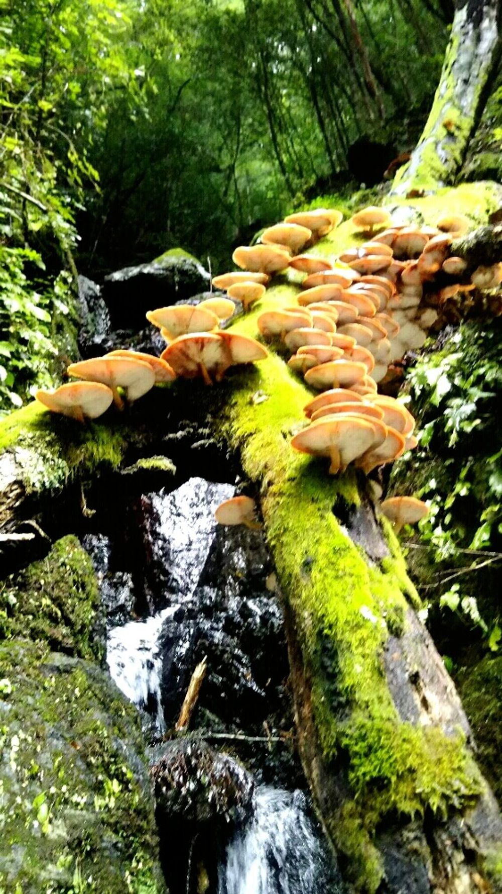 ツキヨケタ　きのこ