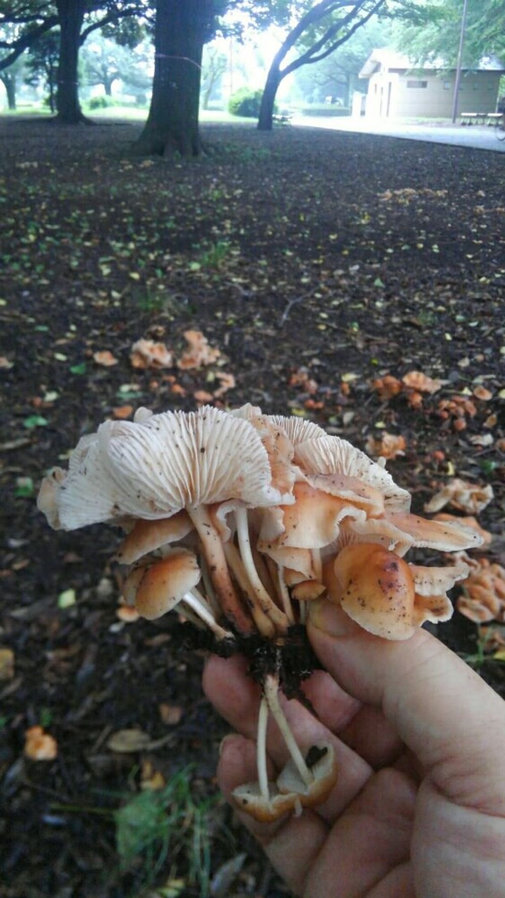 クサウラベニタケ　きのこ