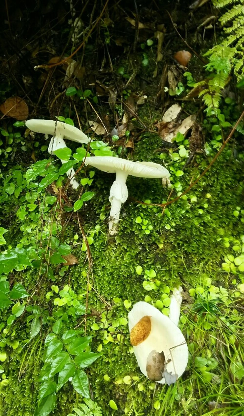 ドクツルタケ　きのこ