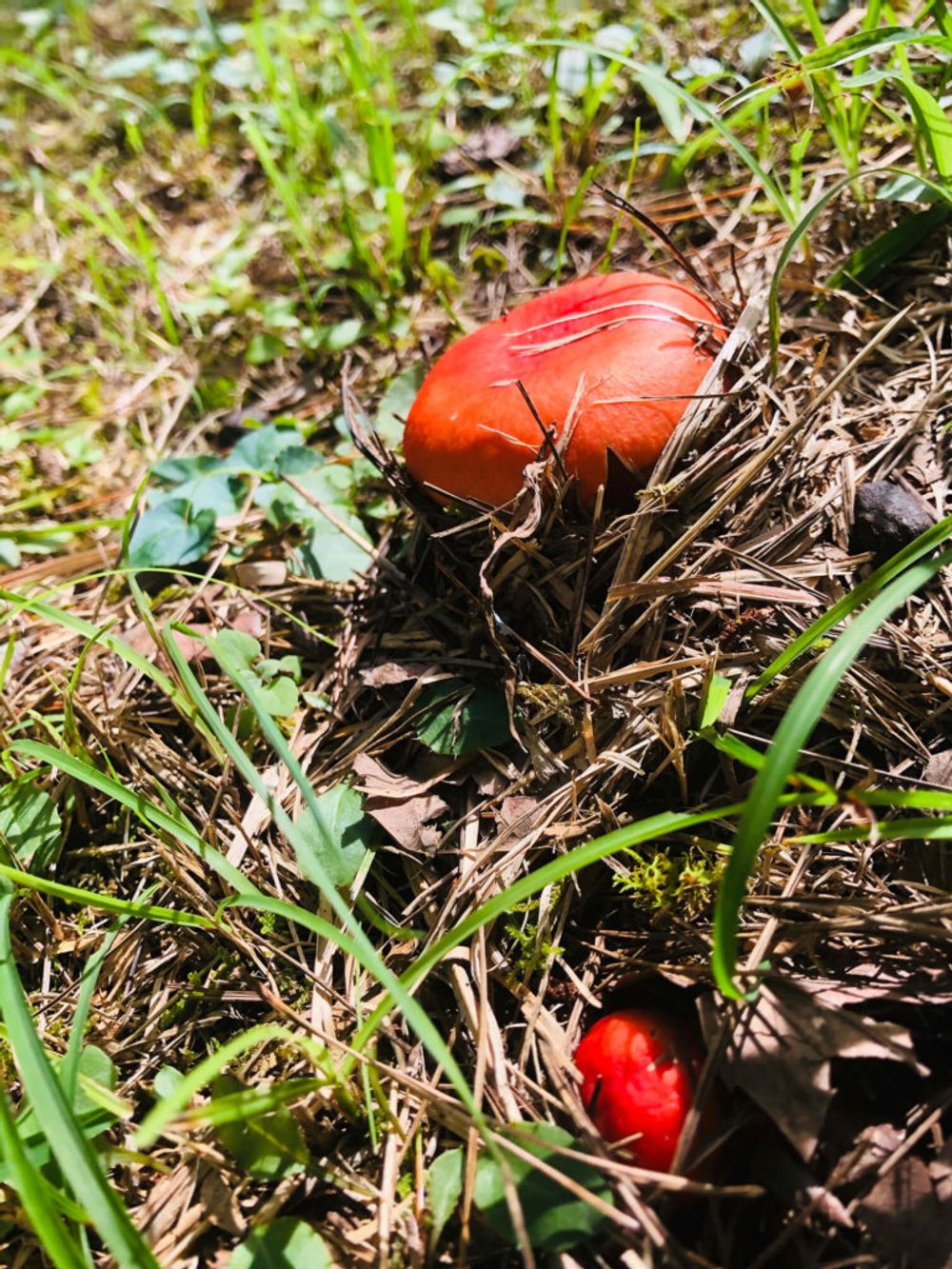 ドクベニタケ　きのこ