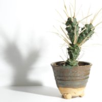 「信楽焼の鉢」は植物に重厚感と深みをだす！相性のいい植物とは？の画像