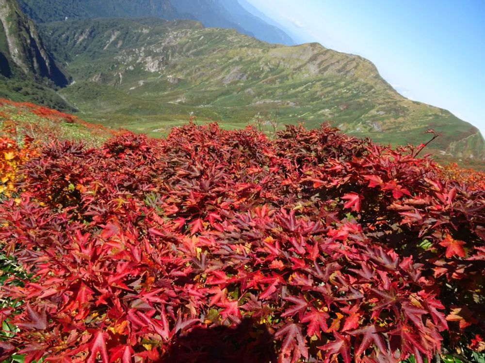 谷川岳　紅葉