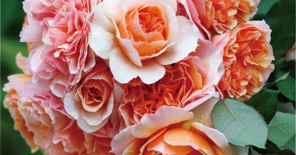 カインズ Greensnapコラボ バラ苗のカタログ を抽選で500名様にプレゼント Greensnap グリーンスナップ