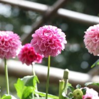 美しき「10月の花」写真展｜みんなはいくつ知ってる？の画像