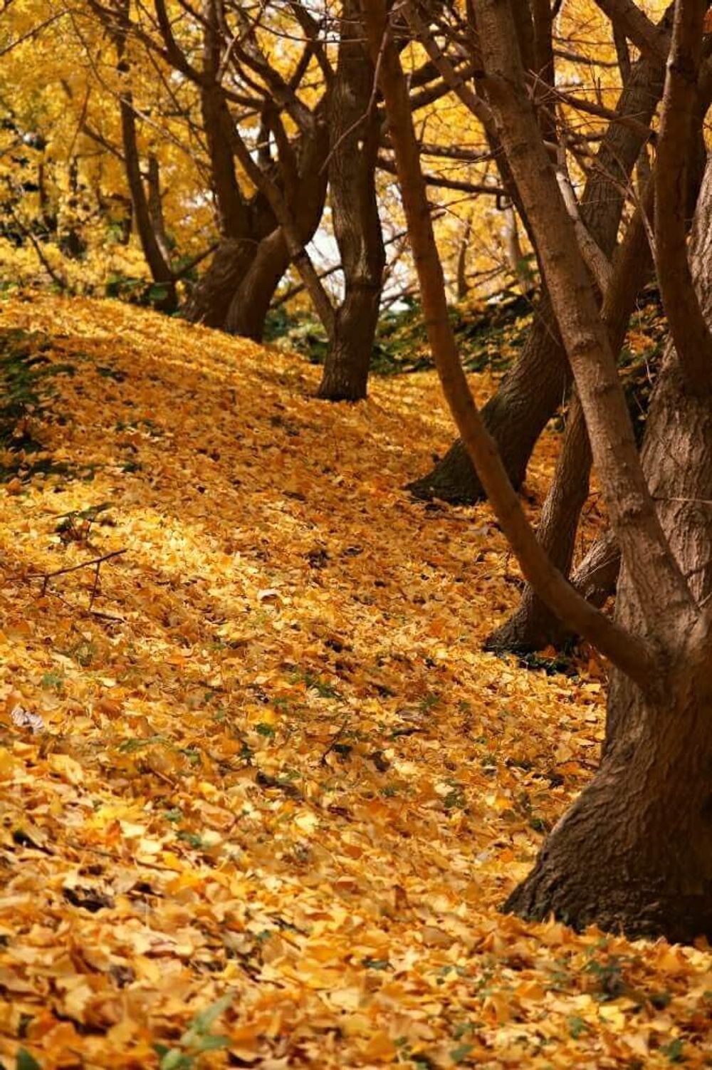 イチョウ並木　鹿児島県