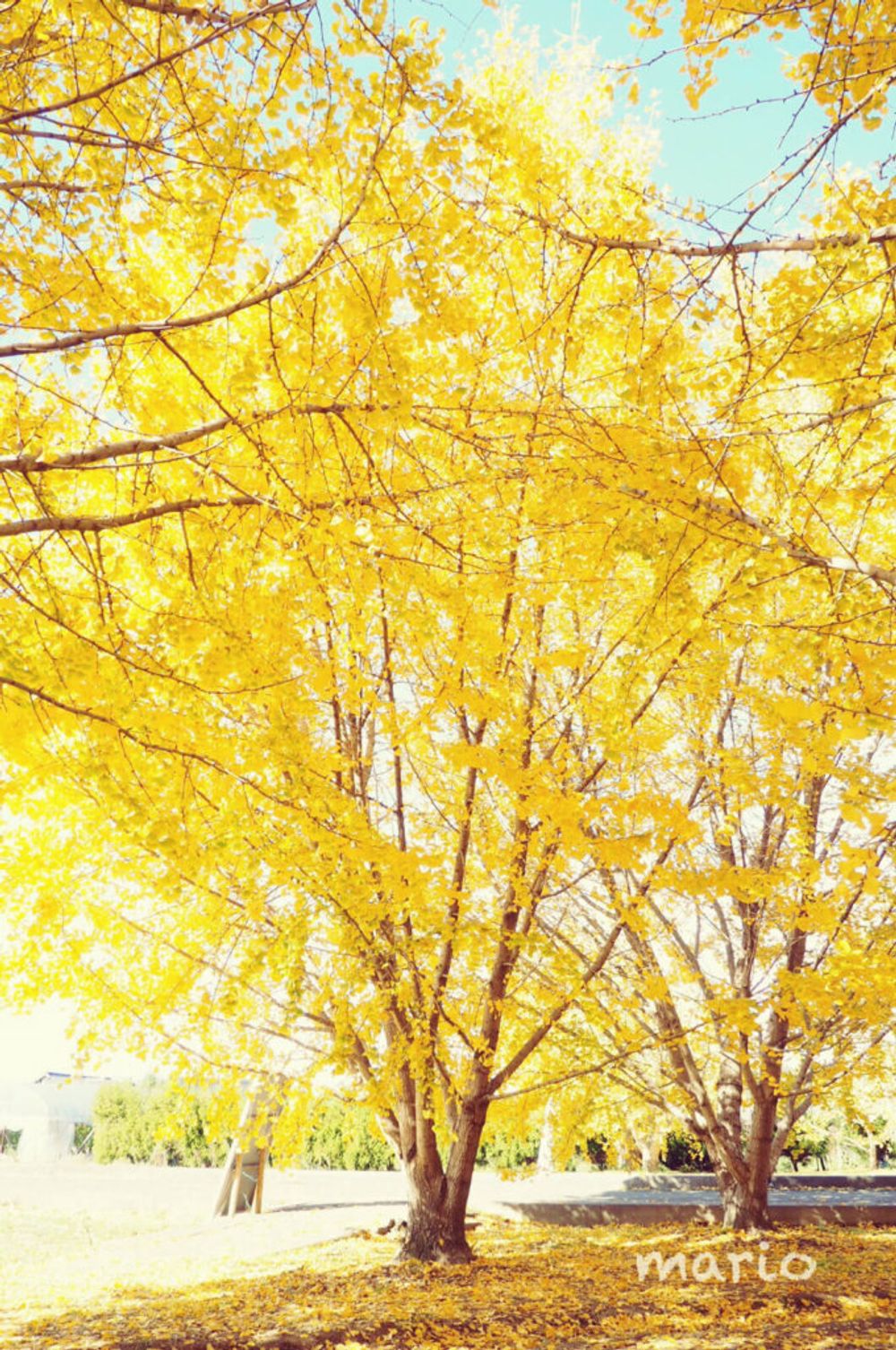 イチョウ並木　福岡県