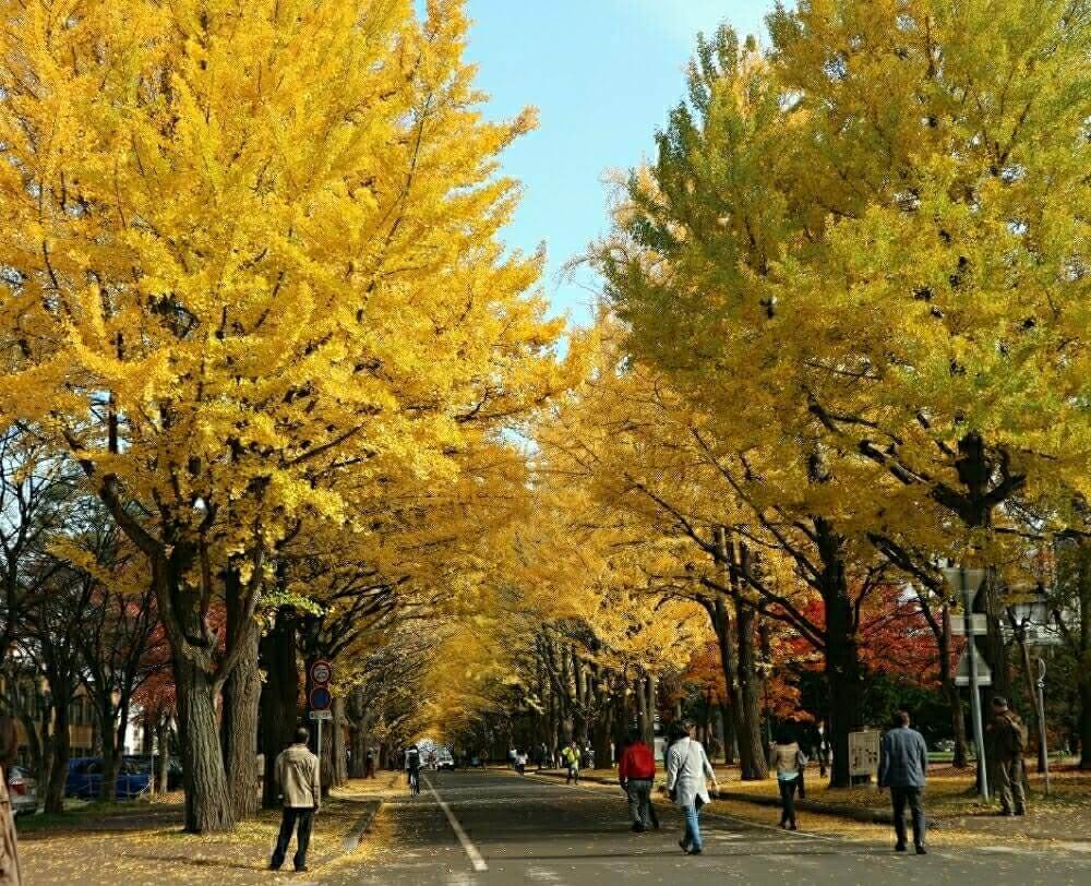 イチョウ並木　北海道