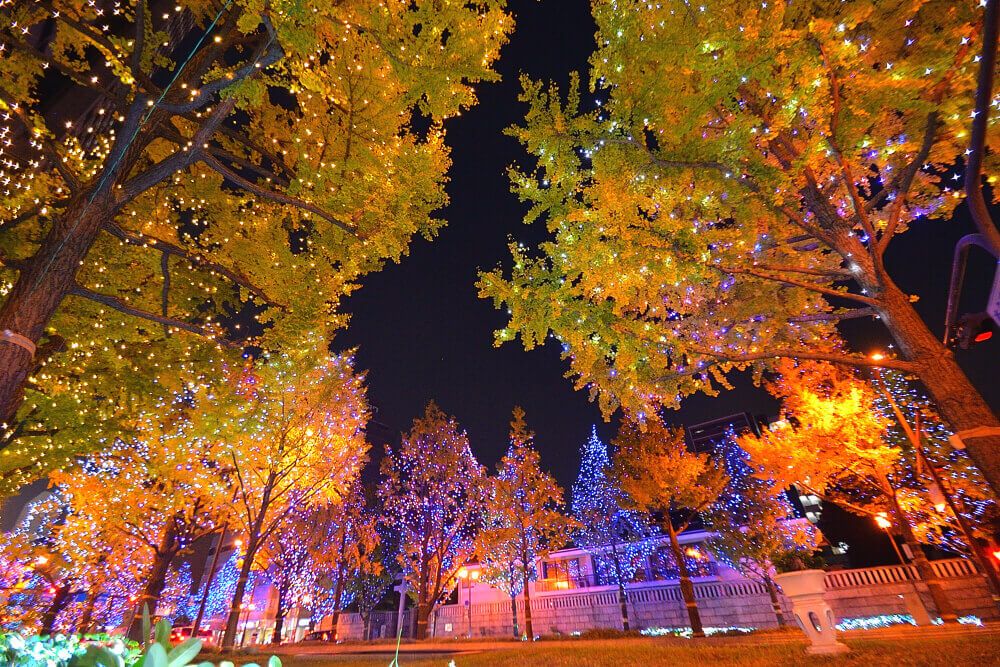 イチョウ並木　大坂