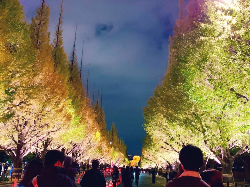 イチョウ並木　明治神宮外苑