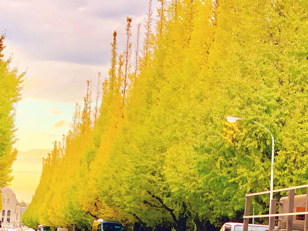 イチョウ並木　神宮外苑