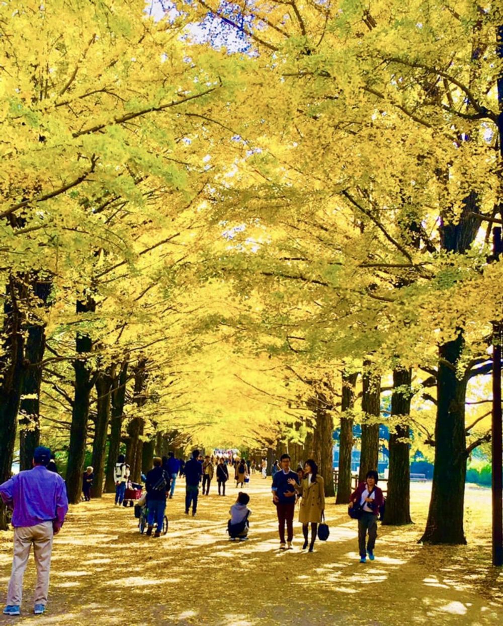 イチョウ並木　昭和記念公園