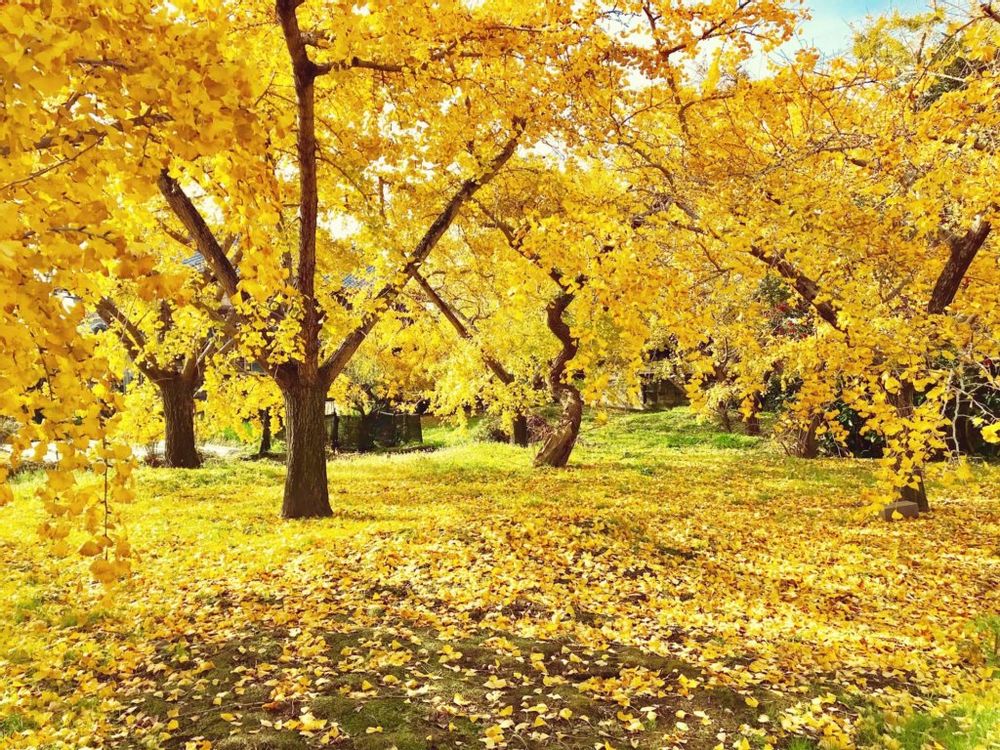 イチョウ並木　稲沢
