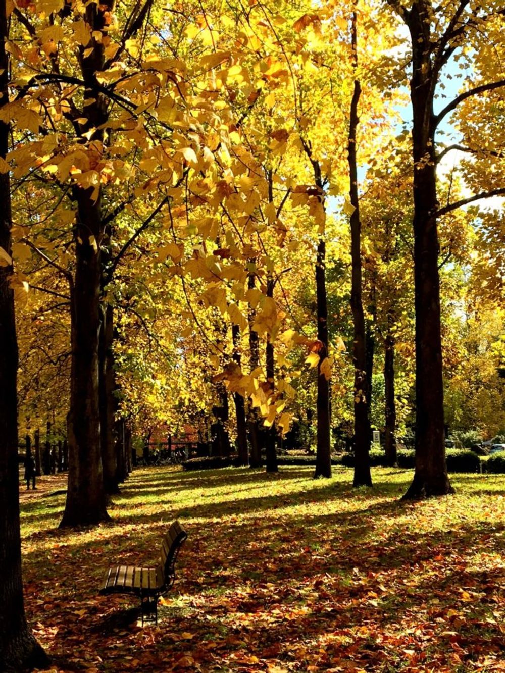イチョウ並木　山形県