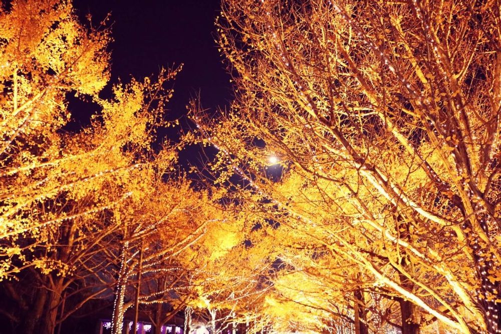 イチョウ並木　昭和記念公園