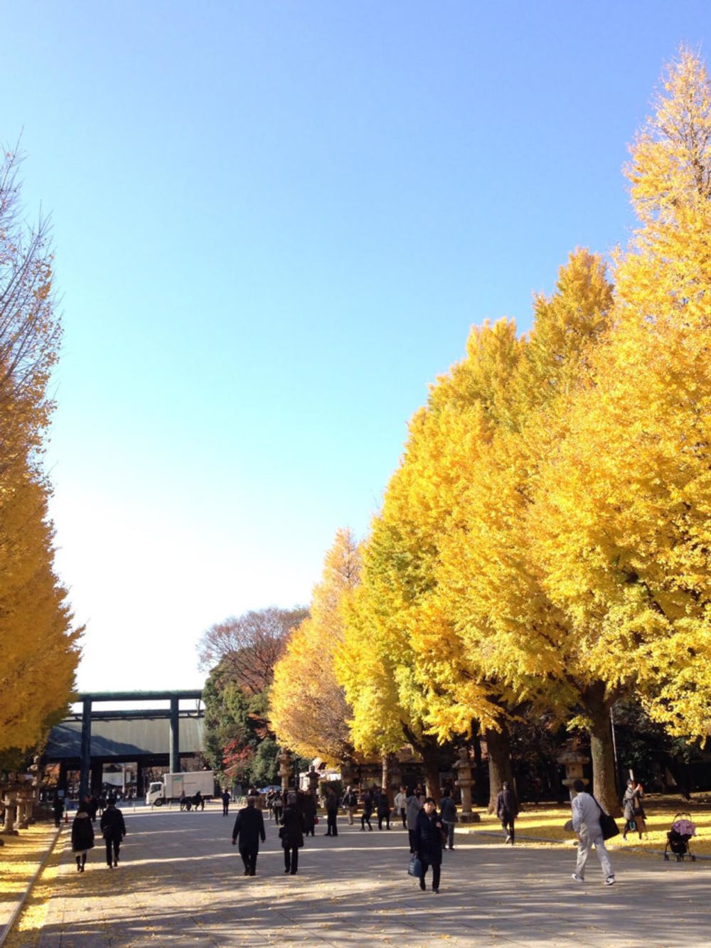 イチョウ並木　靖国神社