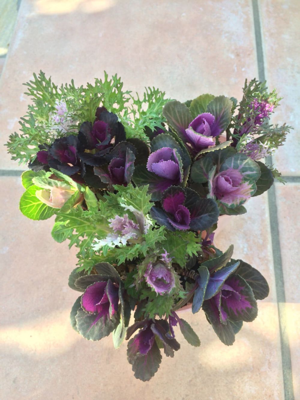 ハボタン　葉牡丹　ブーケ