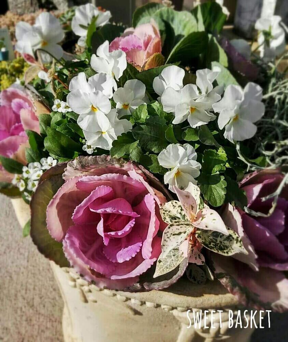 ハボタン　葉牡丹　ブーケ