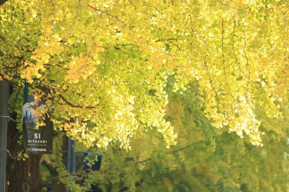 イチョウ並木　日本大通り