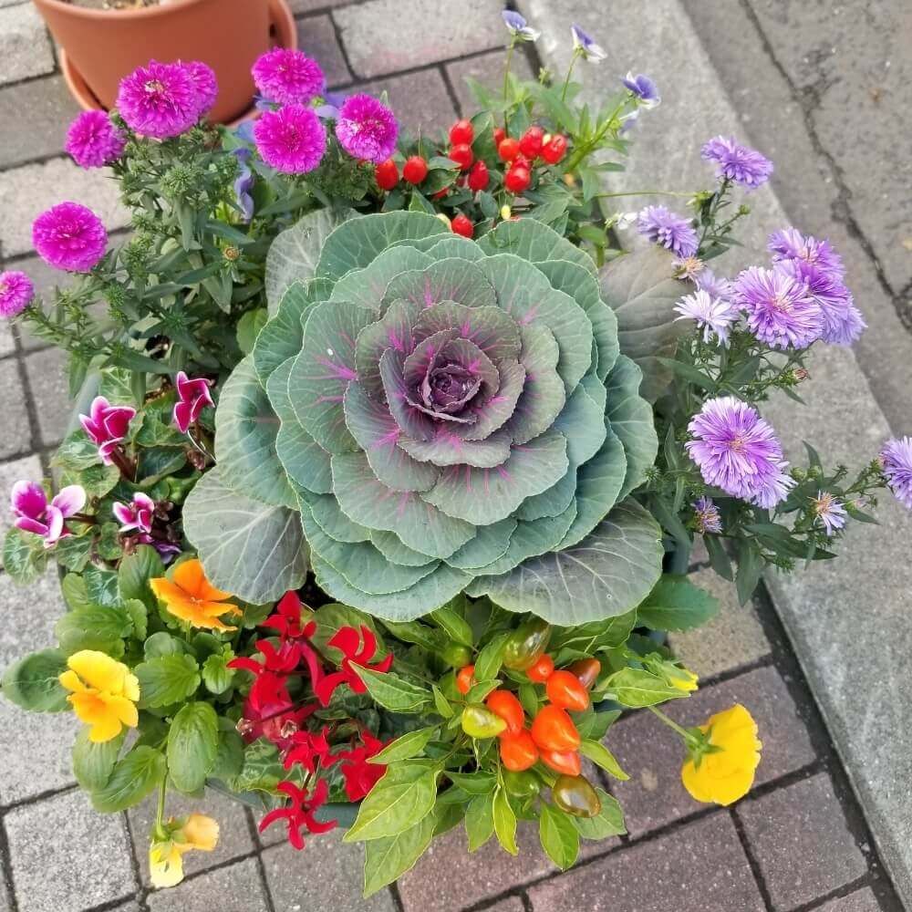 ハボタン　葉牡丹