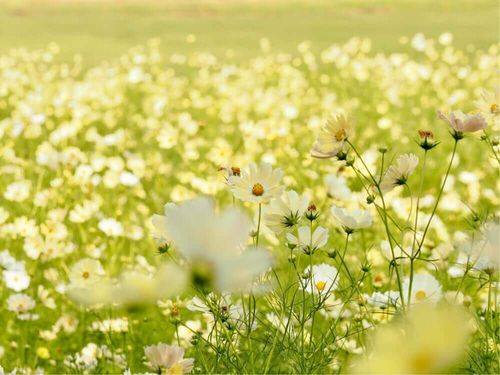 Gotoトラベルで行こう 10月におすすめの コスモスの名所 関東編 Greensnap グリーンスナップ