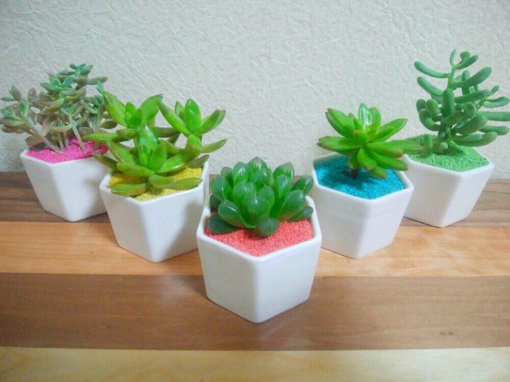 多肉植物　カラーサンドアート