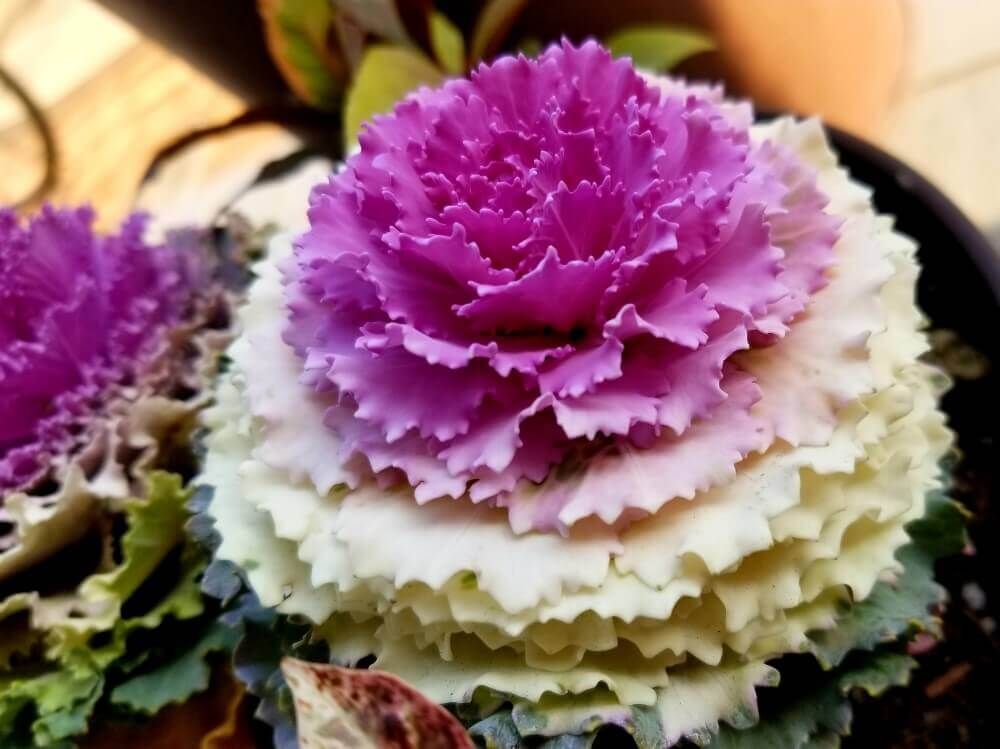 ハボタン　葉牡丹