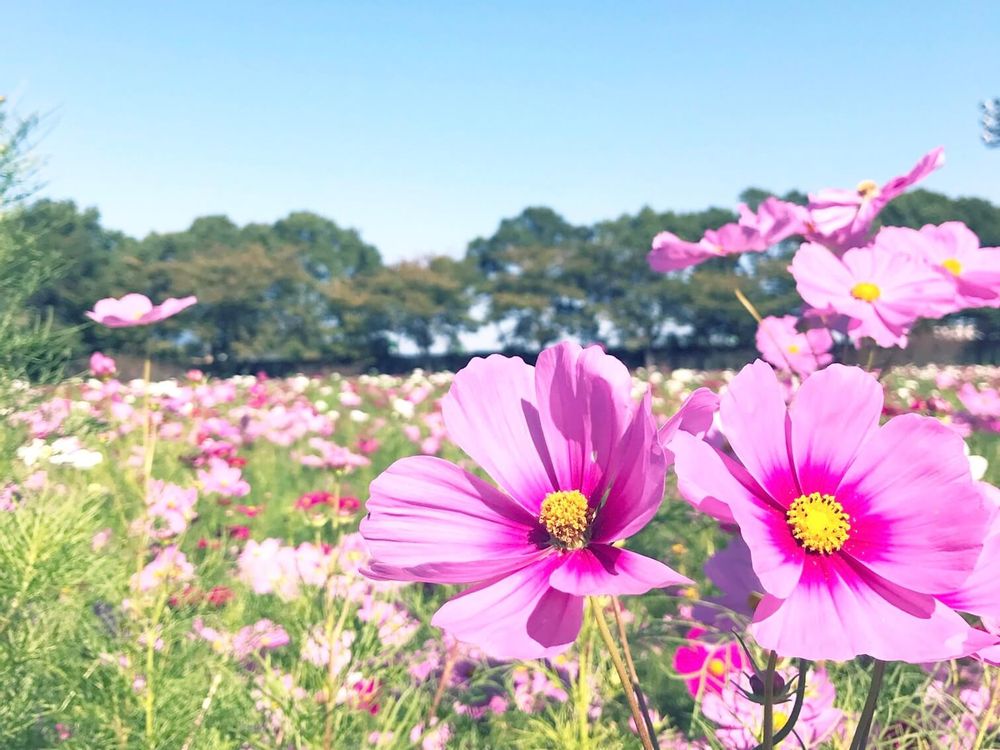 コスモス　ピンク色の花　花畑