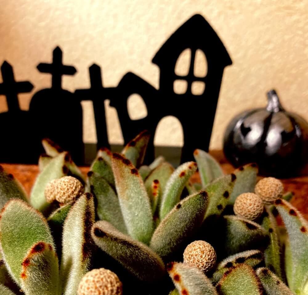 ハロウィンアレンジフォトコンテスト