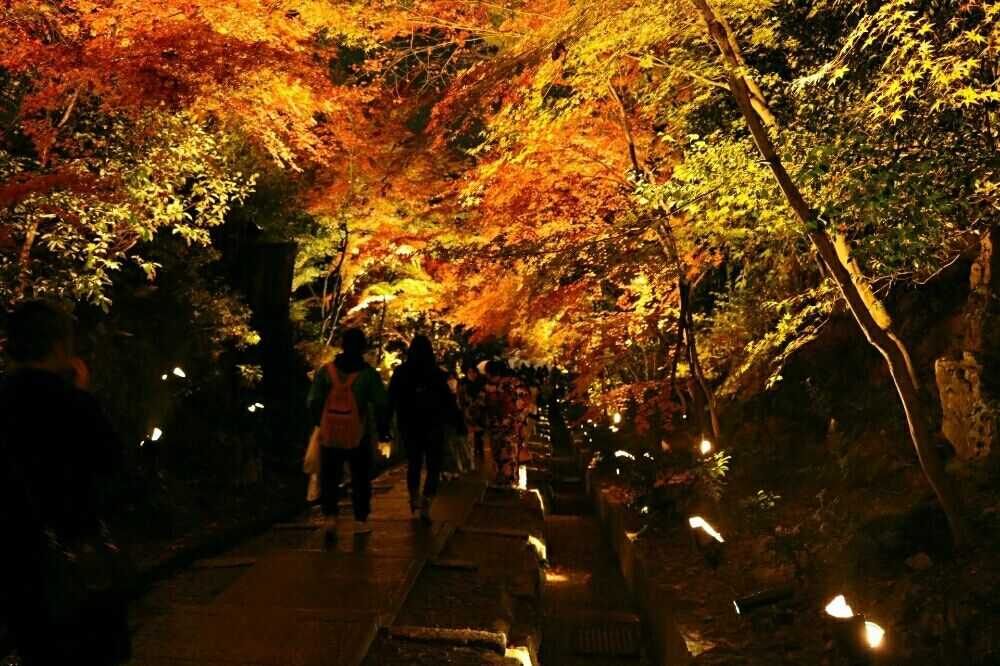 紅葉　ライトアップ　高台寺