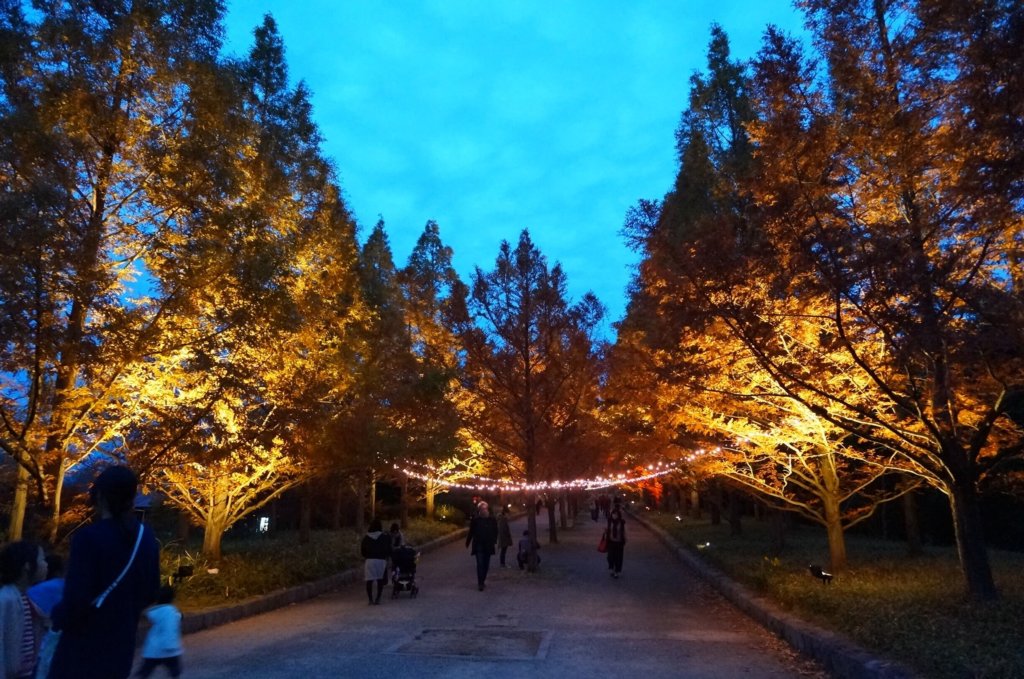 紅葉　ライトアップ　神戸市立森林植物園