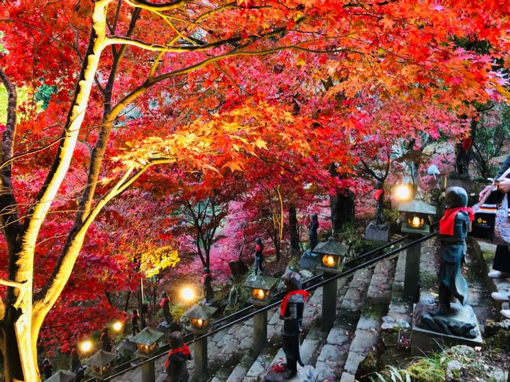 紅葉　ライトアップ　大山寺