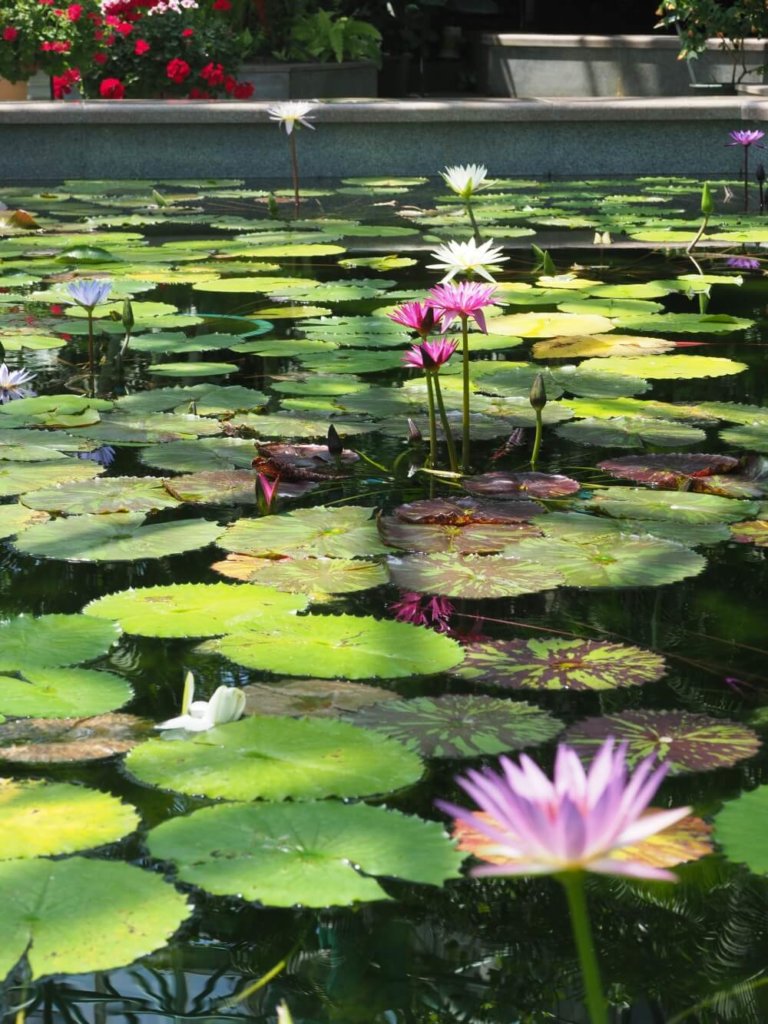 『水中を彩る水草フォトコン』結果発表｜選んだポイントを編集部が解説