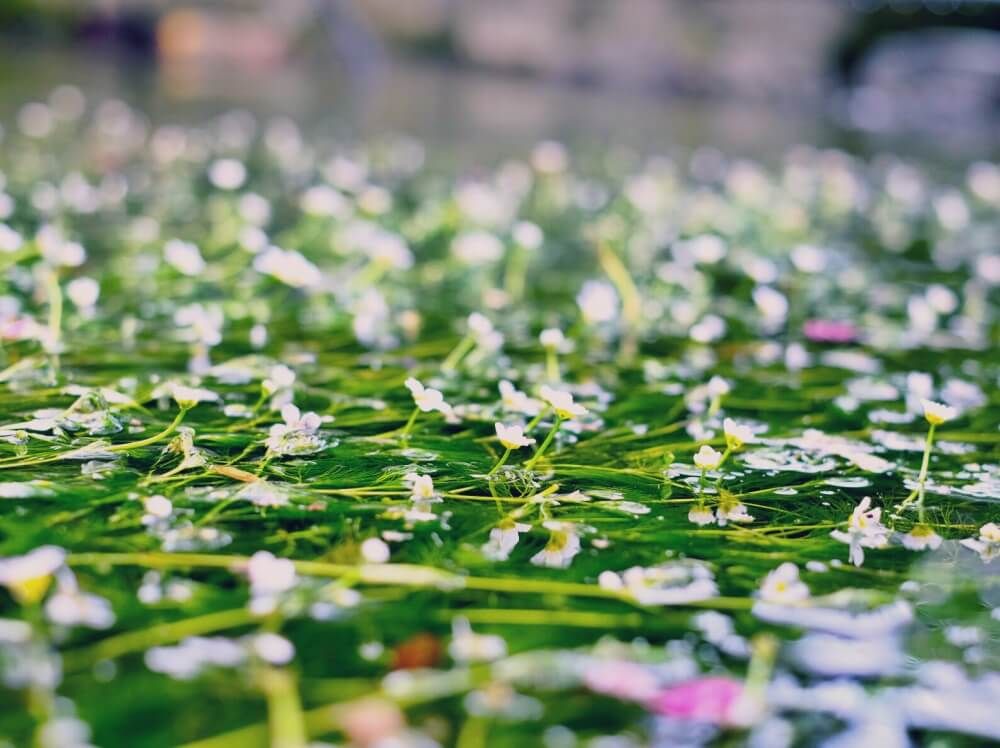 『水中を彩る水草フォトコン』結果発表｜選んだポイントを編集部が解説