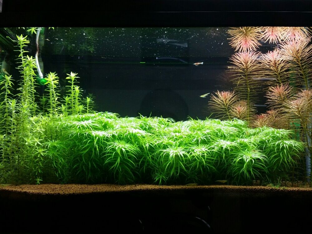 『水中を彩る水草フォトコン』結果発表｜選んだポイントを編集部が解説