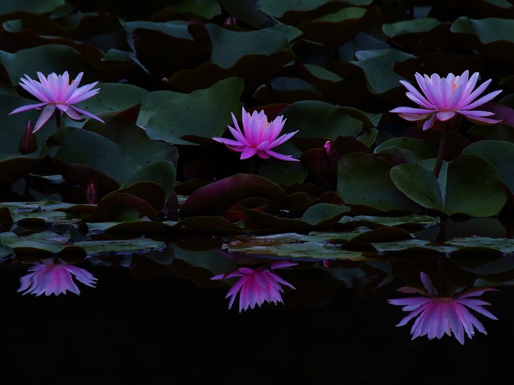 『水中を彩る水草フォトコン』結果発表｜選んだポイントを編集部が解説