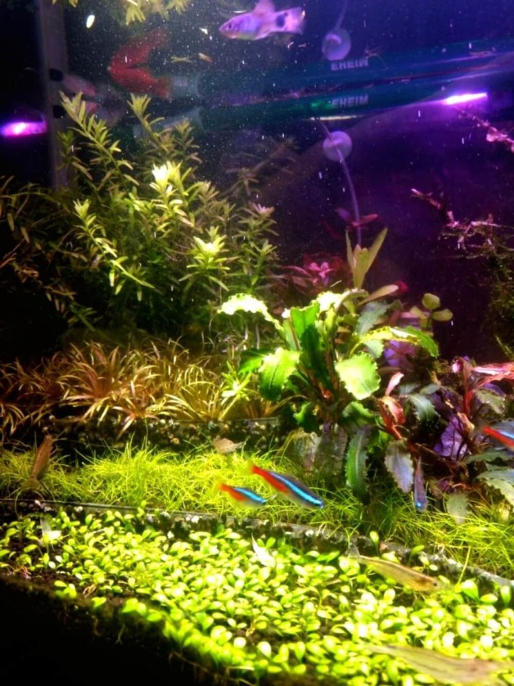 『水中を彩る水草フォトコン』結果発表｜選んだポイントを編集部が解説