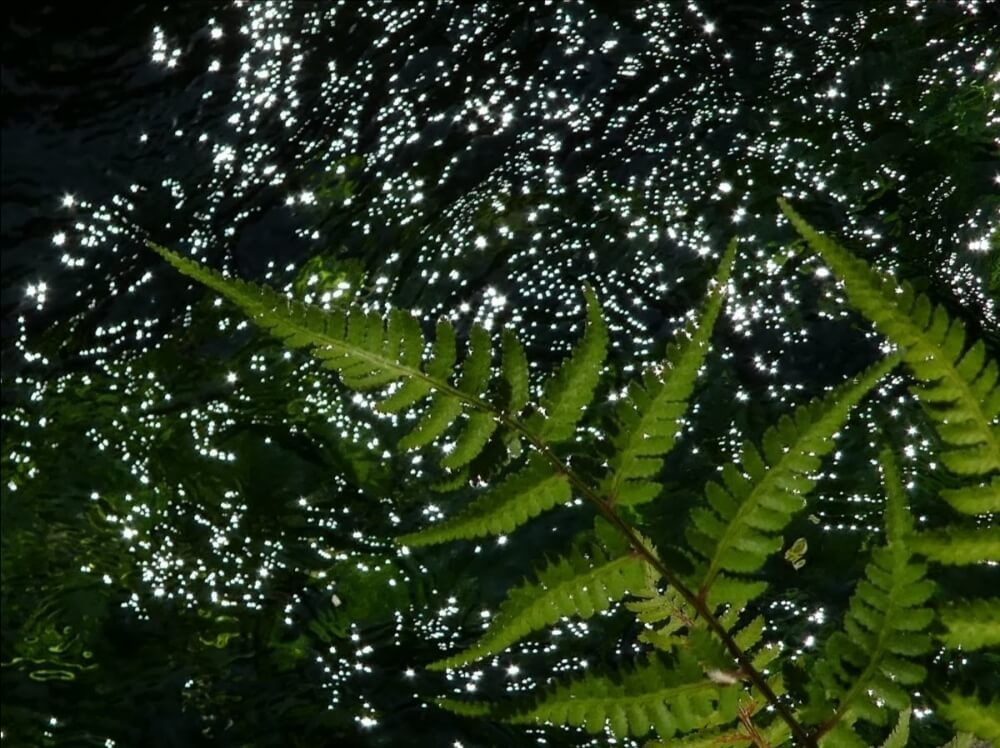 『水中を彩る水草フォトコン』結果発表｜選んだポイントを編集部が解説