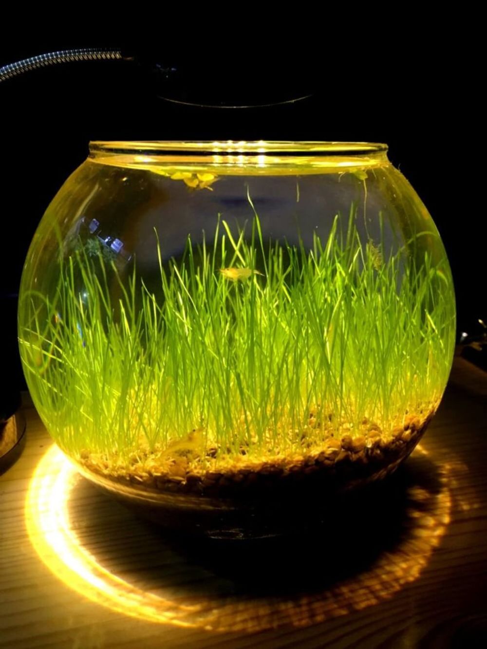 『水中を彩る水草フォトコン』結果発表｜選んだポイントを編集部が解説